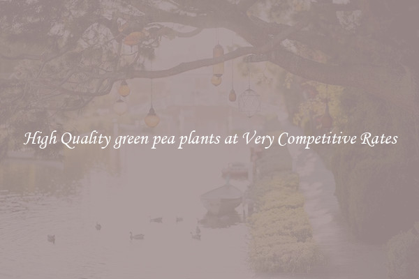 High Quality green pea plants at Very Competitive Rates